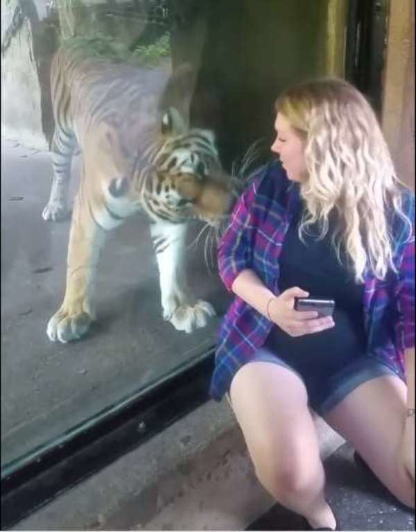 “Я знаю, у тебя там малыш!” Тигр из зоопарка прижался к животу беременной женщины…