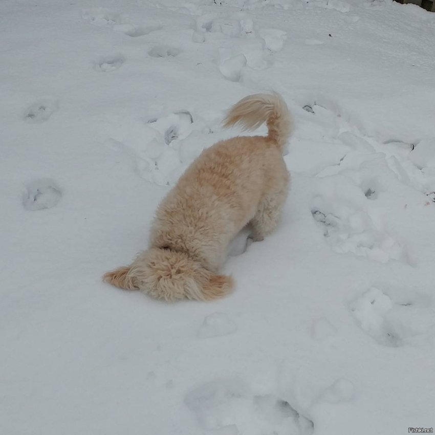 Солянка от 05.02.2018