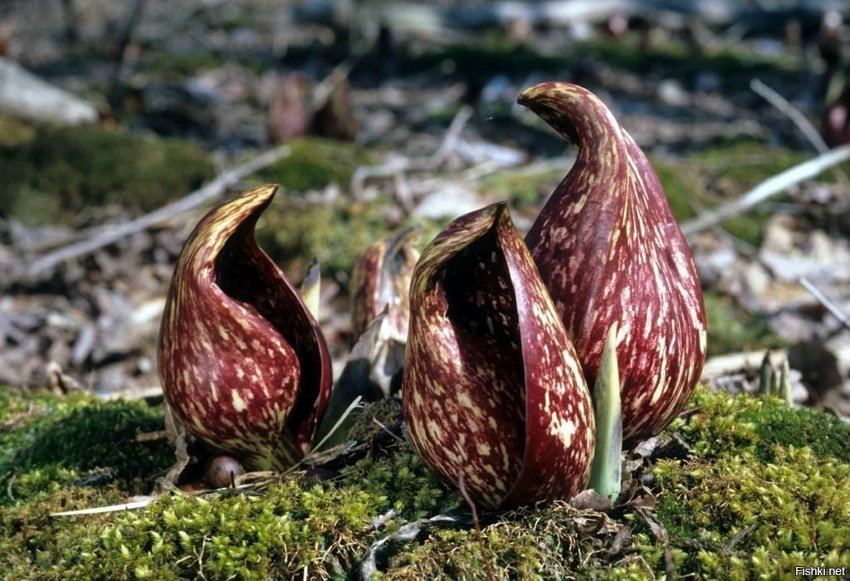 Ранней весной на северо-западе США можно встретить удивительное растение-Symp...