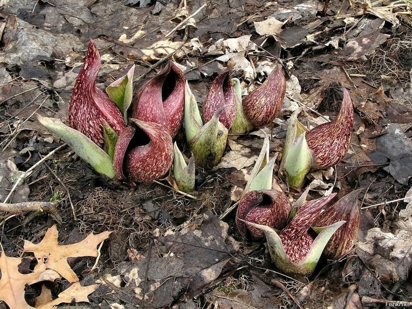 Ранней весной на северо-западе США можно встретить удивительное растение-Symp...