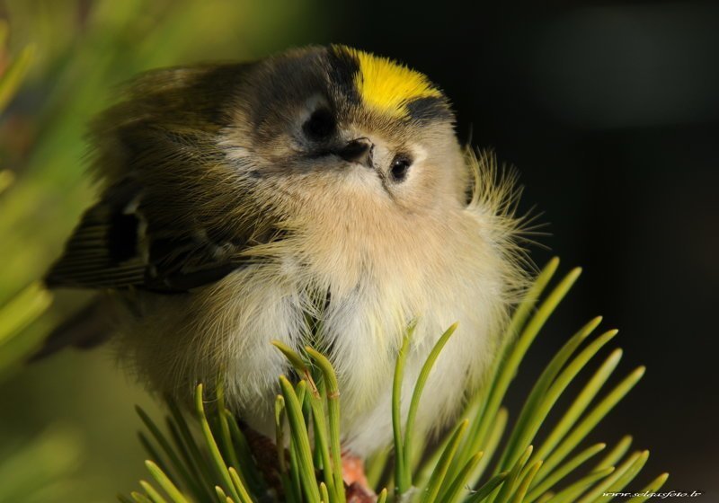 Самая маленькая птица Евразии - желтоголовый королек