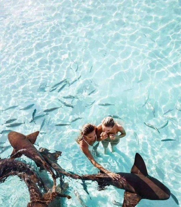 Девушки с акулами