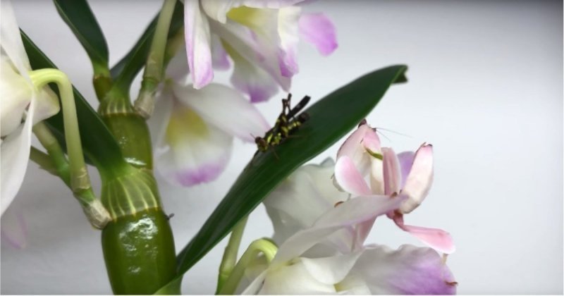 Идеальная маскировка орхидейного богомола