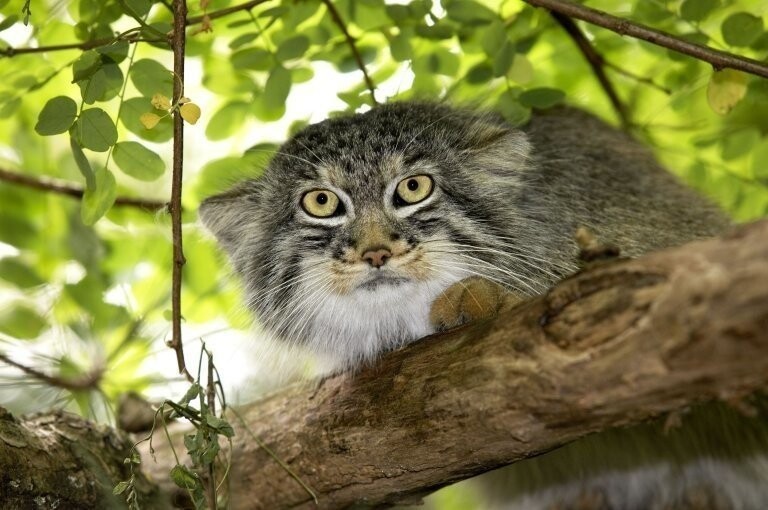 Найдены самые фотогеничные кошки в мире