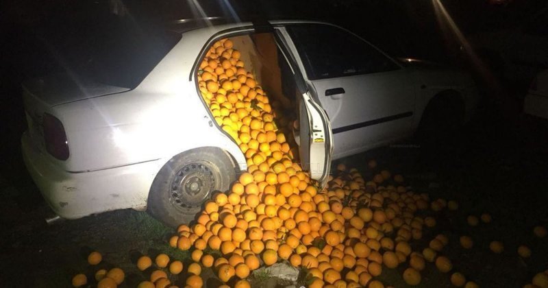 Испанские полицейские задержали апельсиновых воров