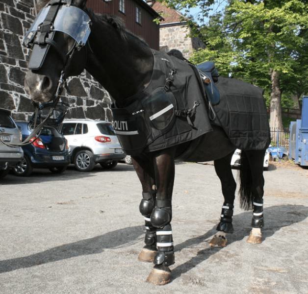 Лошадь полиции