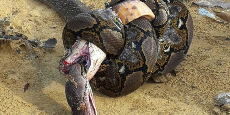Когда в схватке нет победителя: королевская кобра против сетчатого питона
