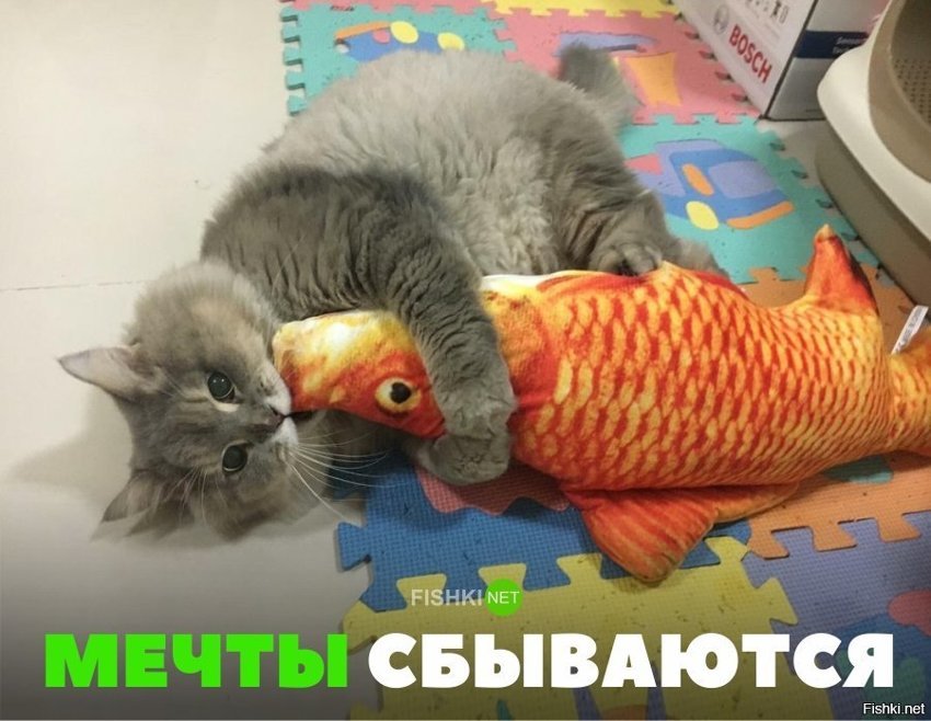 Мечты сбываются