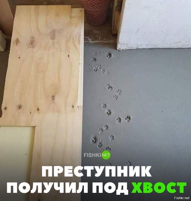 Получит под хвост
