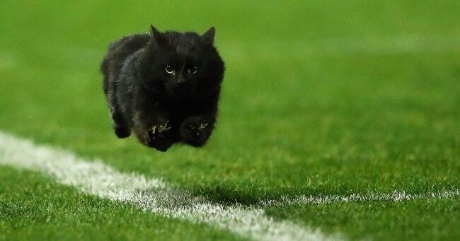 Этот кот выбежал на футбольное поле прямо во время матча