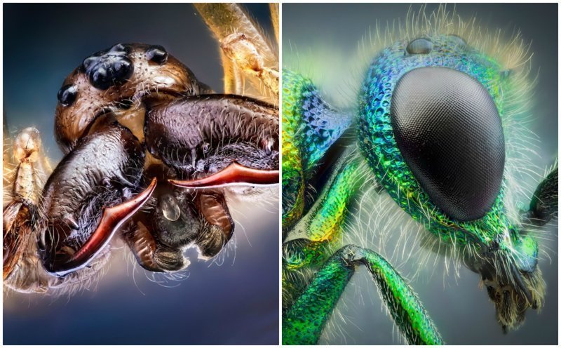 "Инопланетные насекомые" от мастера макро-фотографии Джона Халлмена