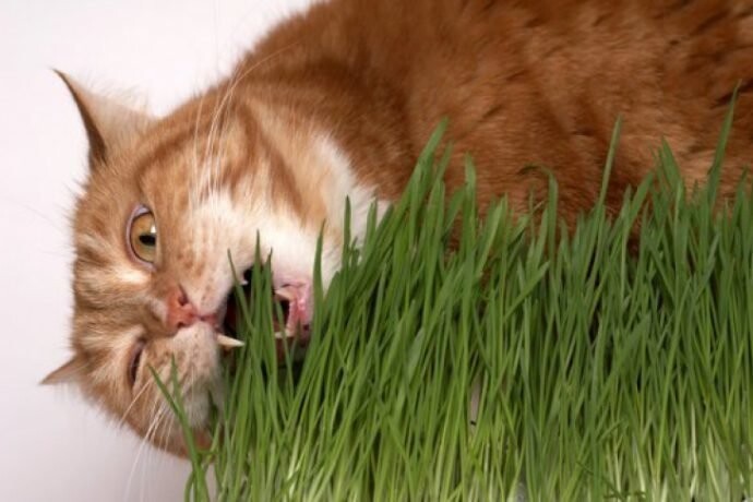 Кошка ест шерсть: что делать? Таблетки, корма и паста для вывода шерсти из желудка