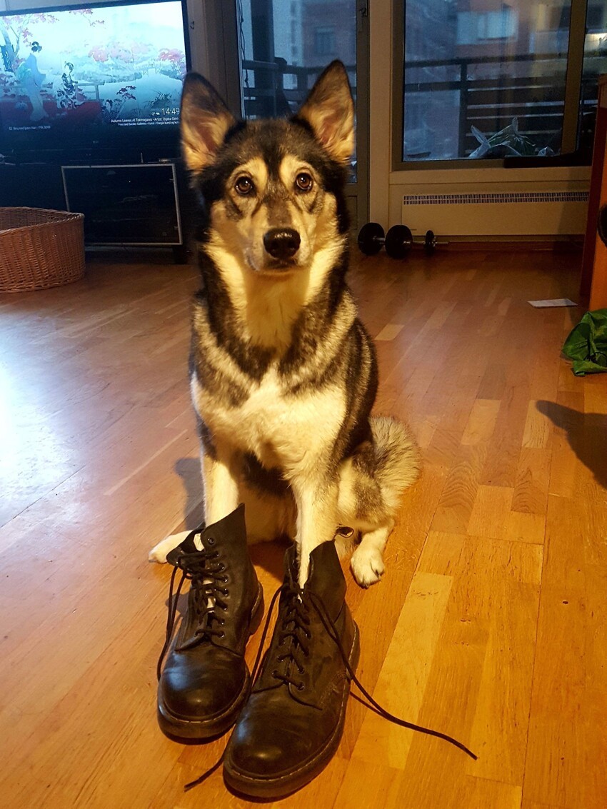 Пес в ботинках