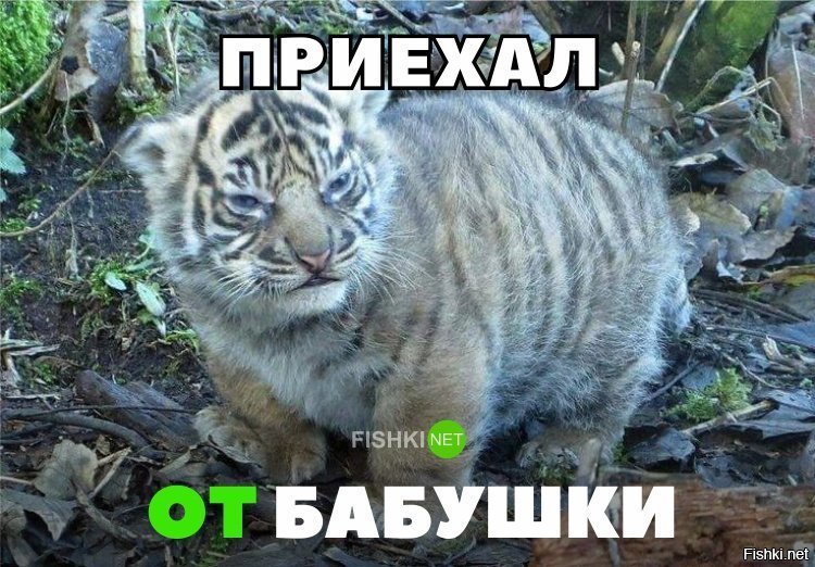 Приехал от бабушки