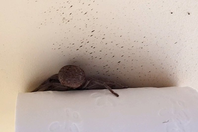 Типичная Австралия: женщина обнаружила паука-охотника за рулоном туалетной бумаги