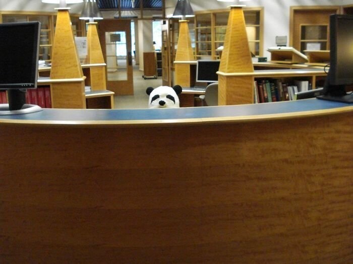 "Иногда я надеваю свою шапку-панду на работе. Для каждого посетителя библиотеки это выглядит так":