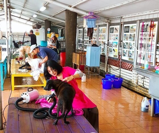 3 000 счастливых хвостов живёт в разноцветном тайваньском “раю”. Неужели так можно всё устроить?