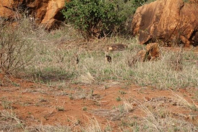 Мини-мисс очарование Кении! Самая маленькая антилопа в мире может поместиться на ладони 