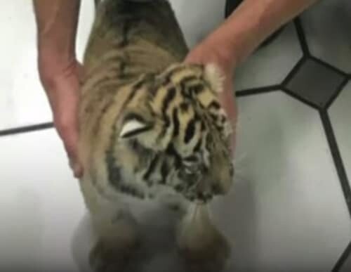 Необычная находка: в Мексике собака обнаружила живого тигра… в почтовой посылке!