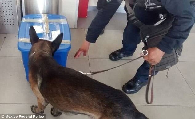 Необычная находка: в Мексике собака обнаружила живого тигра… в почтовой посылке!