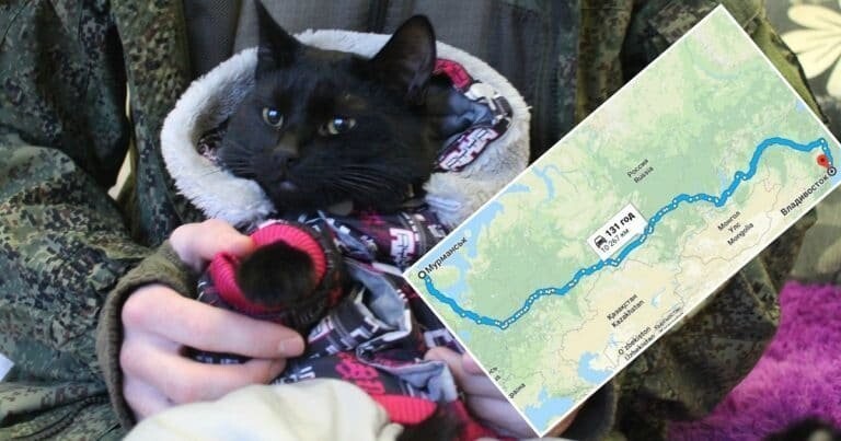 А кто ещё так может? Кот преодолел 10 тысяч километров автостопом от Мурманска до Владивостока!