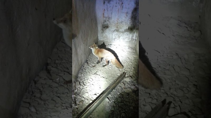 Спасение лисы из подземелий Русского острова! Бродяга заблудилась в коридорах военной батареи… 