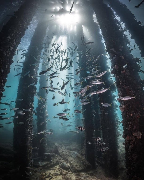 Подводная жизнь под пирсом