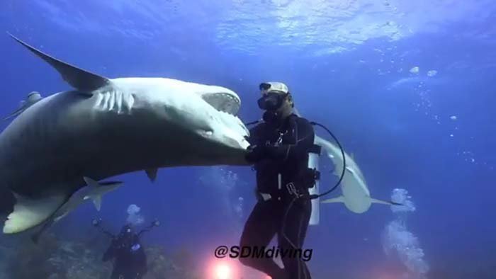 Дайвер «танцует» вместе со своей подругой — 300-килограммовой тигровой акулой