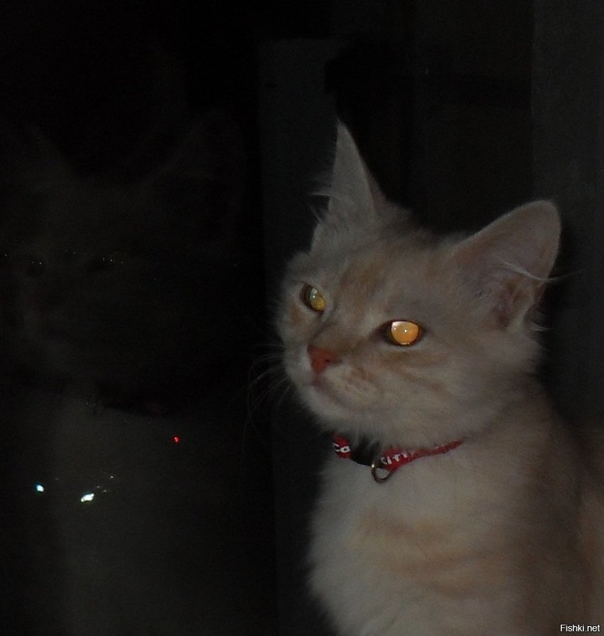 Хамура Кусаки ещё не знает что значит весна для кота, но уже сидит на окне и ...