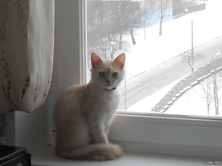 Хамура Кусаки ещё не знает что значит весна для кота, но уже сидит на окне и ...