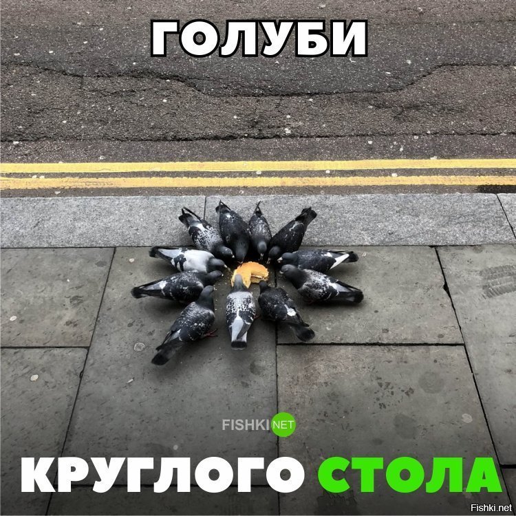 Голуби круглого стола