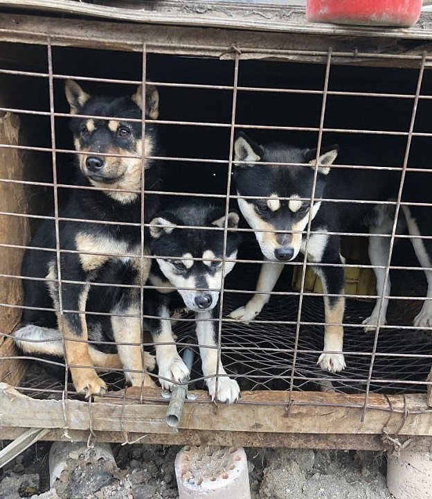 Фигуристка забрала еще одного щенка с корейской фермы, которая выращивает собак на убой