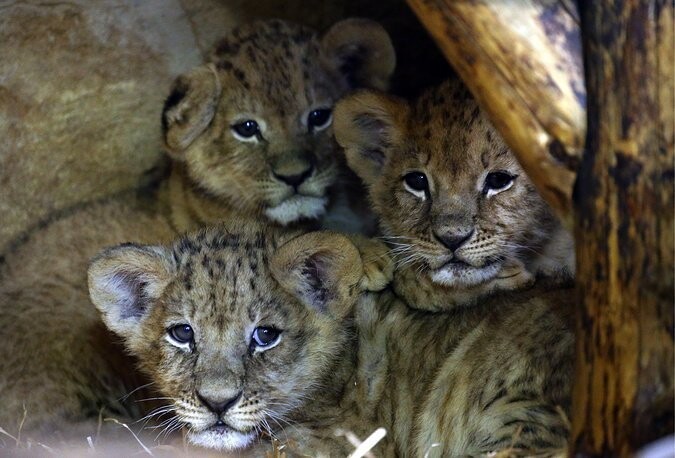 Посетители Ленинградского зоопарка дадут имена трем африканским львятам