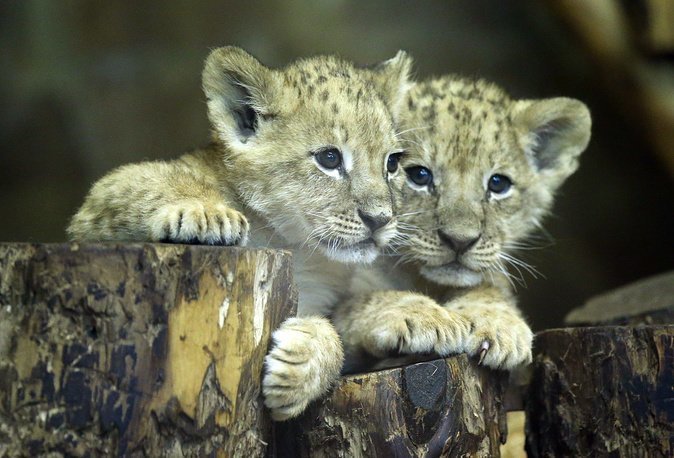 Посетители Ленинградского зоопарка дадут имена трем африканским львятам