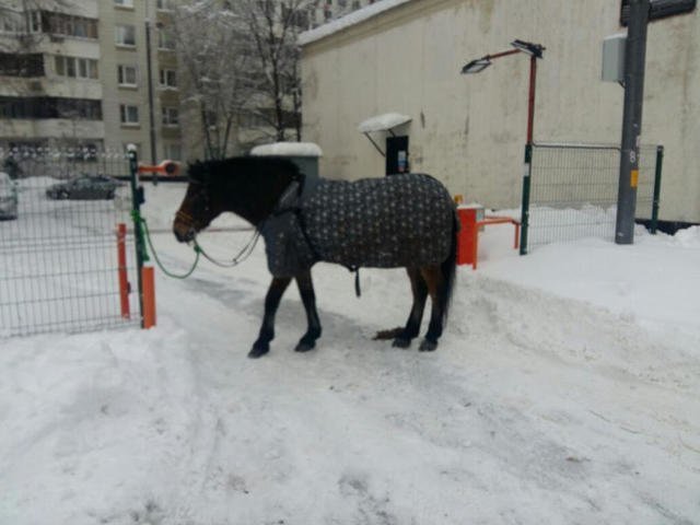 По московским дорогам средь бела дня мчался таинственный конь с розовой ватрушкой