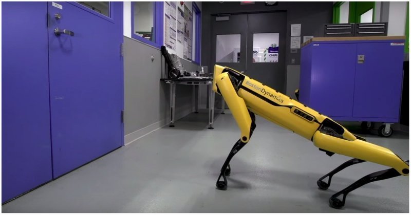 Теперь ты не спрячешься! Робопсов Boston Dynamics научили кооперироваться и открывать двери 