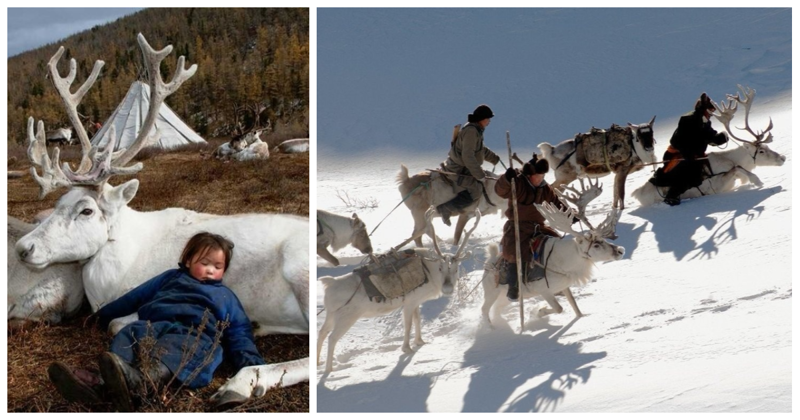 Последние кочевые оленеводы Монголии