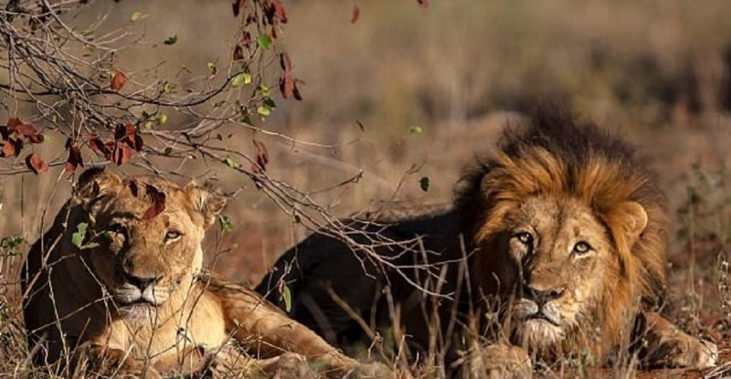 Львы заживо съели браконьера, охотившегося на них в частном заповеднике Ingwelala Private Nature Reserve