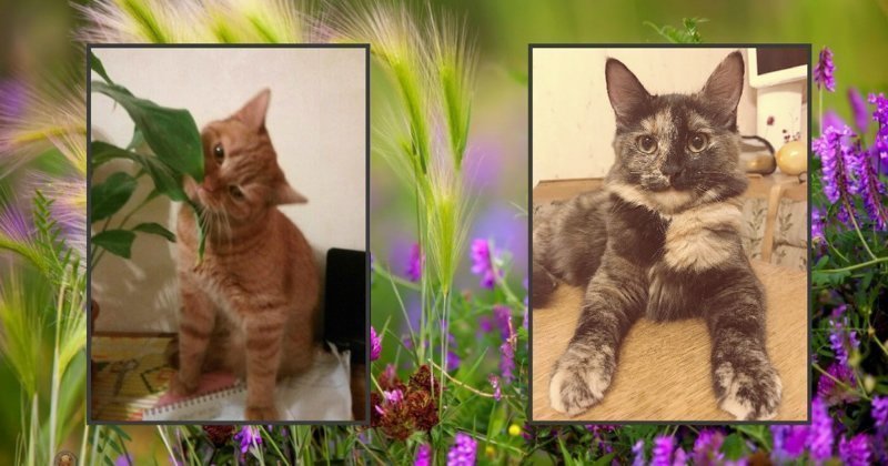 Как две Ольги бездомных котят спасали! Добрые истории, которые случаются рядом с нами