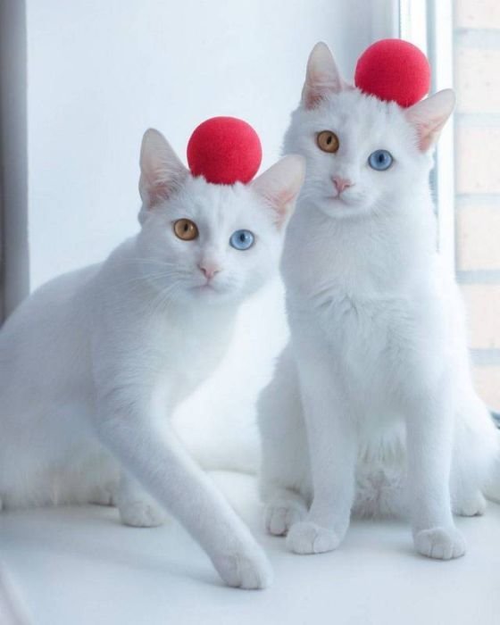 Кошки близняшки Айрис и Эбис