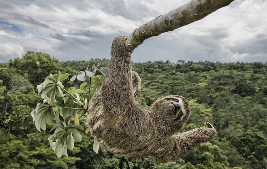 "Ленивец на ветке" (фото: Лусиано Кандисани, Бразилия)
