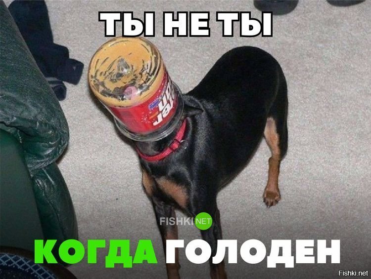 Ты не ты когда голоден