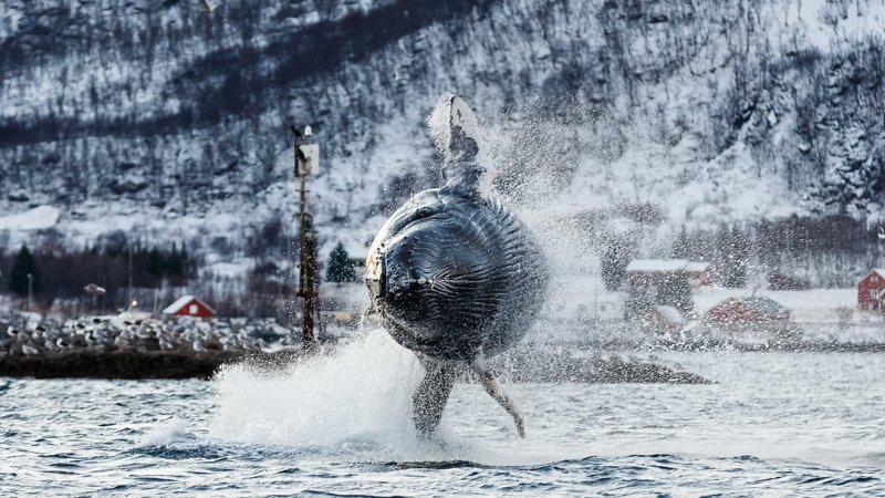 Потрясающие фотографии китов и косаток у побережья Норвегии