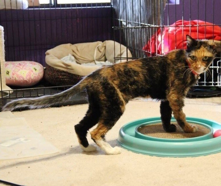 14-ЛЕТНЯЯ кошечка весила как 4-МЕСЯЧНЫЙ котенок, когда ее спасли