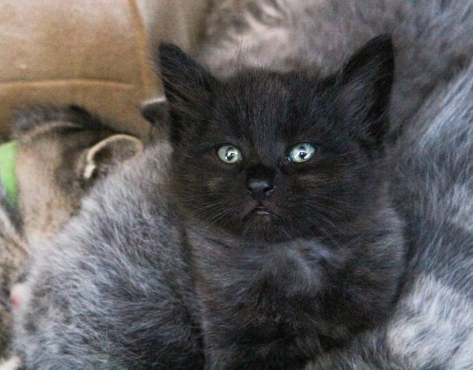 “Седые” котята родились у чёрной кошки