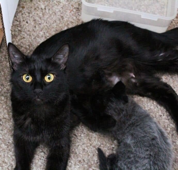 “Седые” котята родились у чёрной кошки