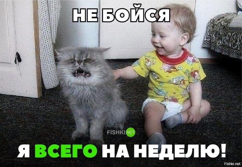 Бедный кот