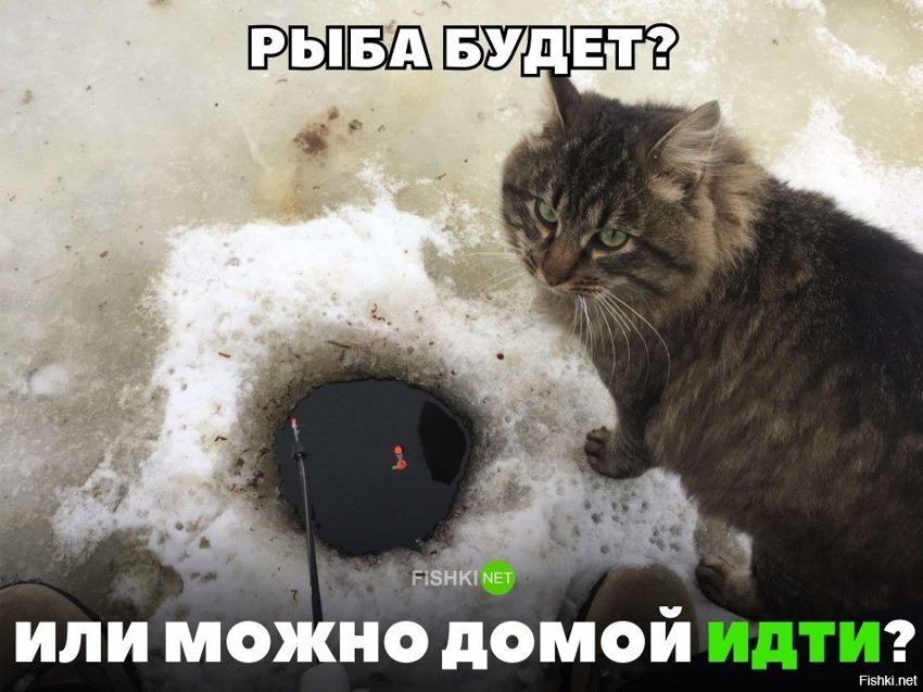 Рыба будет?