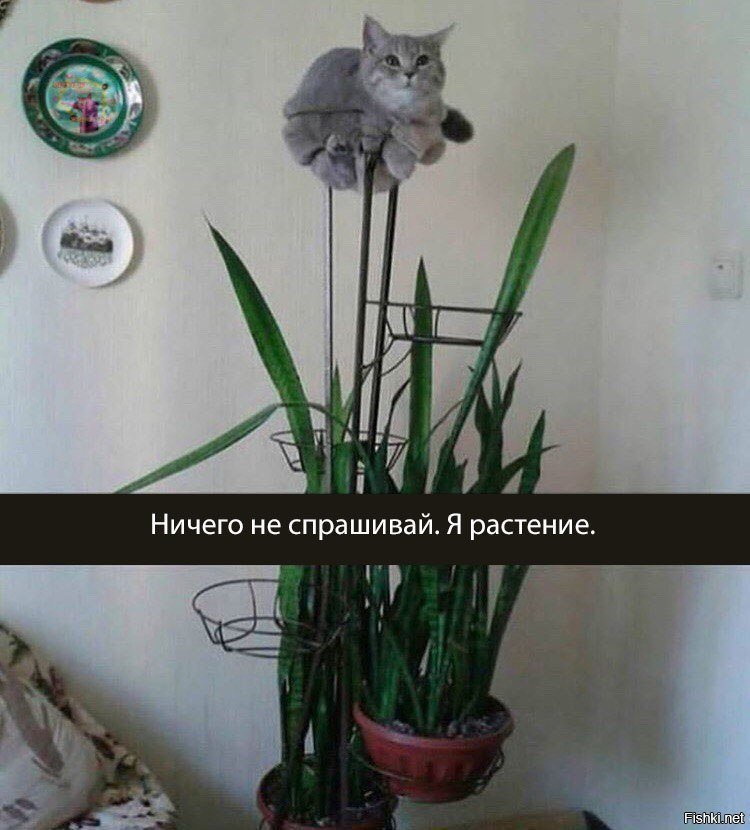 Мастер маскировки