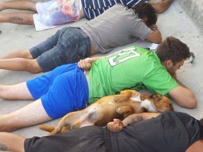 Собака сдается вместе с хозяином во время полицейского рейда в Бразилии.